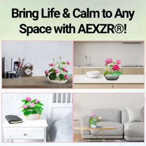 AEXZR® Sacred Bonsai Lotus Seeds 12 AEXZR® Sacred Bonsai Lotus Seeds