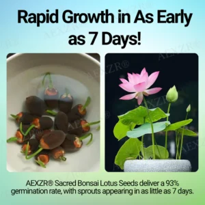 AEXZR® Sacred Bonsai Lotus Seeds 9 AEXZR® Sacred Bonsai Lotus Seeds