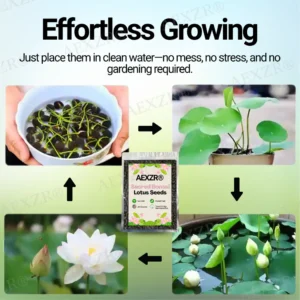 AEXZR® Sacred Bonsai Lotus Seeds 10 AEXZR® Sacred Bonsai Lotus Seeds