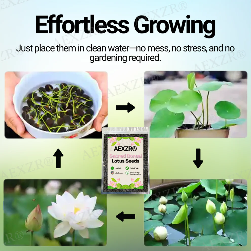 AEXZR® Sacred Bonsai Lotus Seeds 4 AEXZR® Sacred Bonsai Lotus Seeds