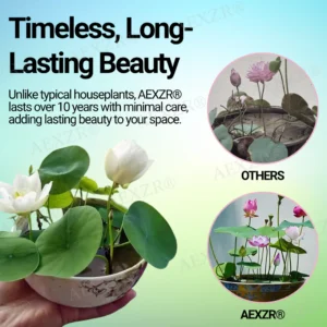 AEXZR® Sacred Bonsai Lotus Seeds 11 AEXZR® Sacred Bonsai Lotus Seeds