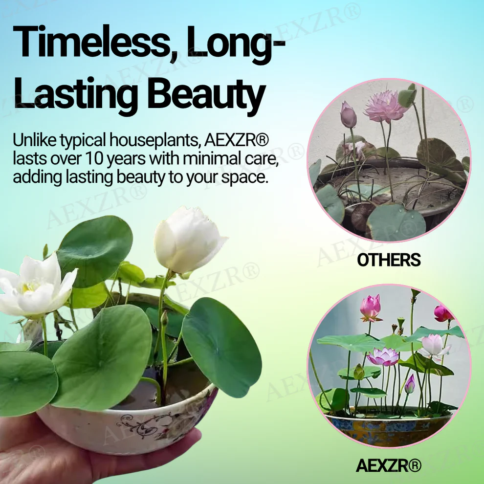 AEXZR® Sacred Bonsai Lotus Seeds 5 AEXZR® Sacred Bonsai Lotus Seeds