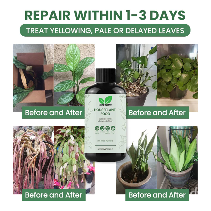 LIMETOW® House Plant Food 10 LIMETOW® House Plant Food - Image 10
