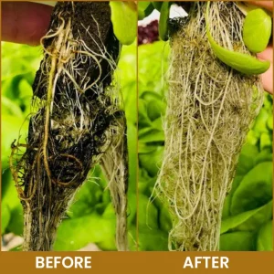 LIMETOW® Bone Meal Powder 27 LIMETOW® Bone Meal Powder