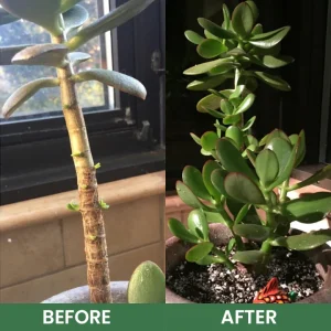 LIMETOW® House Plant Food 25 LIMETOW® House Plant Food