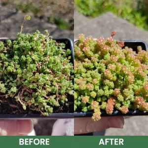 LIMETOW® House Plant Food 26 LIMETOW® House Plant Food