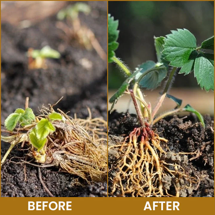 LIMETOW® Bone Meal Powder 13 LIMETOW® Bone Meal Powder