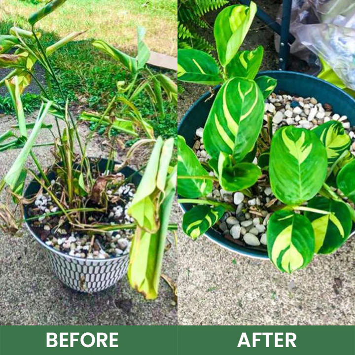 LIMETOW® House Plant Food 13 LIMETOW® House Plant Food - Image 13