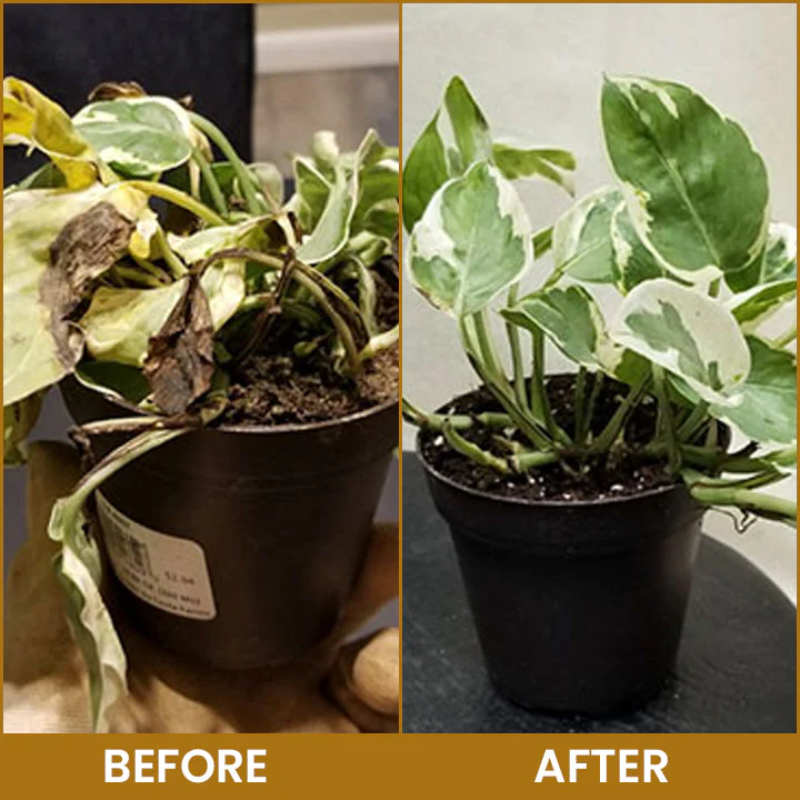 LIMETOW® Bone Meal Powder 14 LIMETOW® Bone Meal Powder