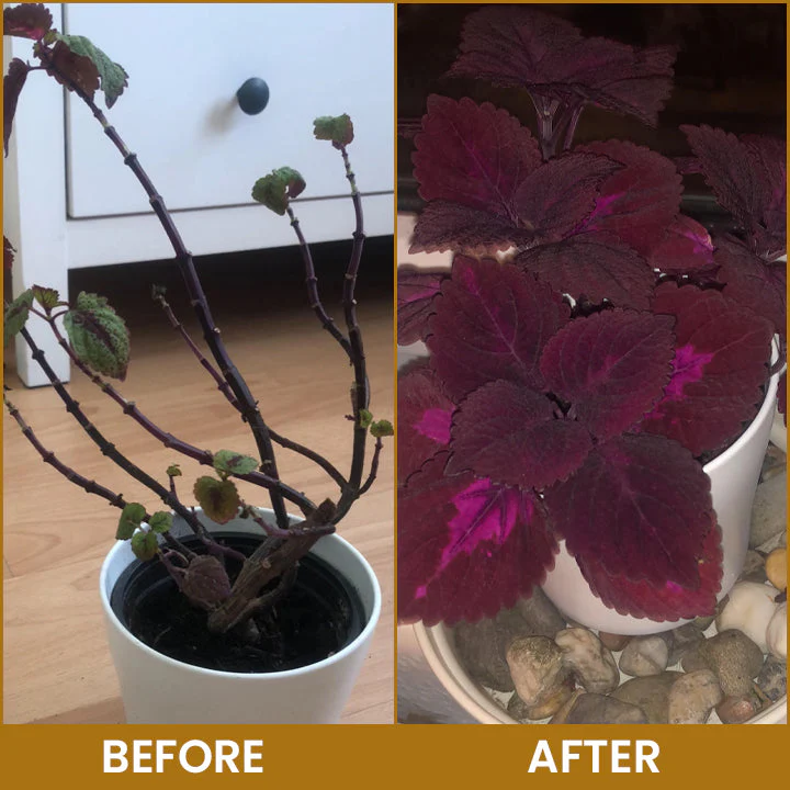 LIMETOW® Bone Meal Powder 15 LIMETOW® Bone Meal Powder