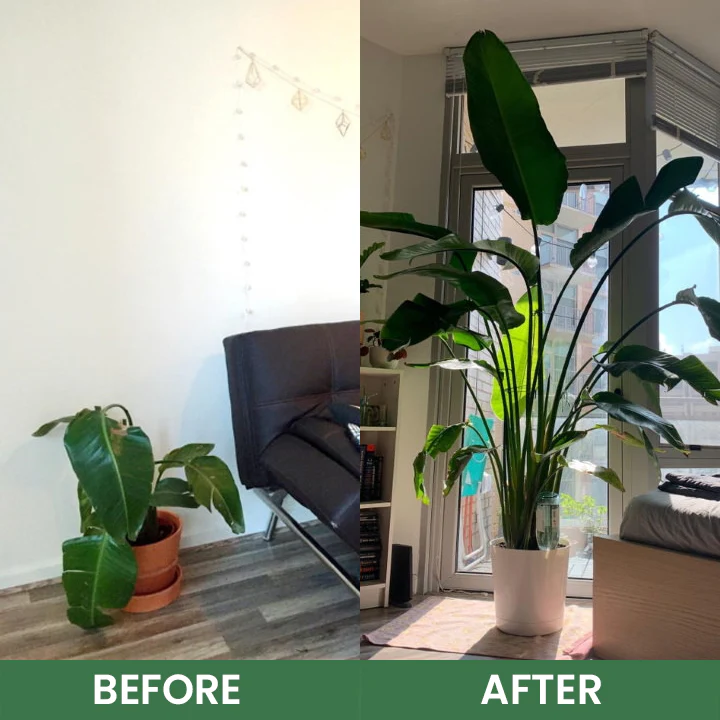 LIMETOW® House Plant Food 14 LIMETOW® House Plant Food - Image 14