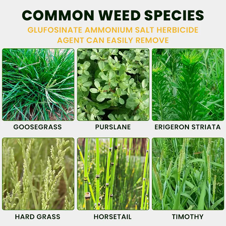 LIMETOW® Glufosinate Ammonium Salt Herbicide Agent 10 LIMETOW® Glufosinate Ammonium Salt Herbicide Agent