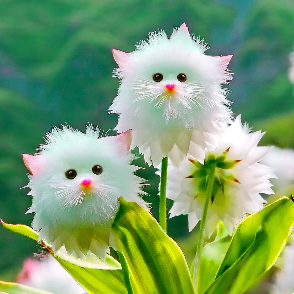 GFOUK® Charming Blossom Seeds 6 GFOUK® Charming Blossom Seeds