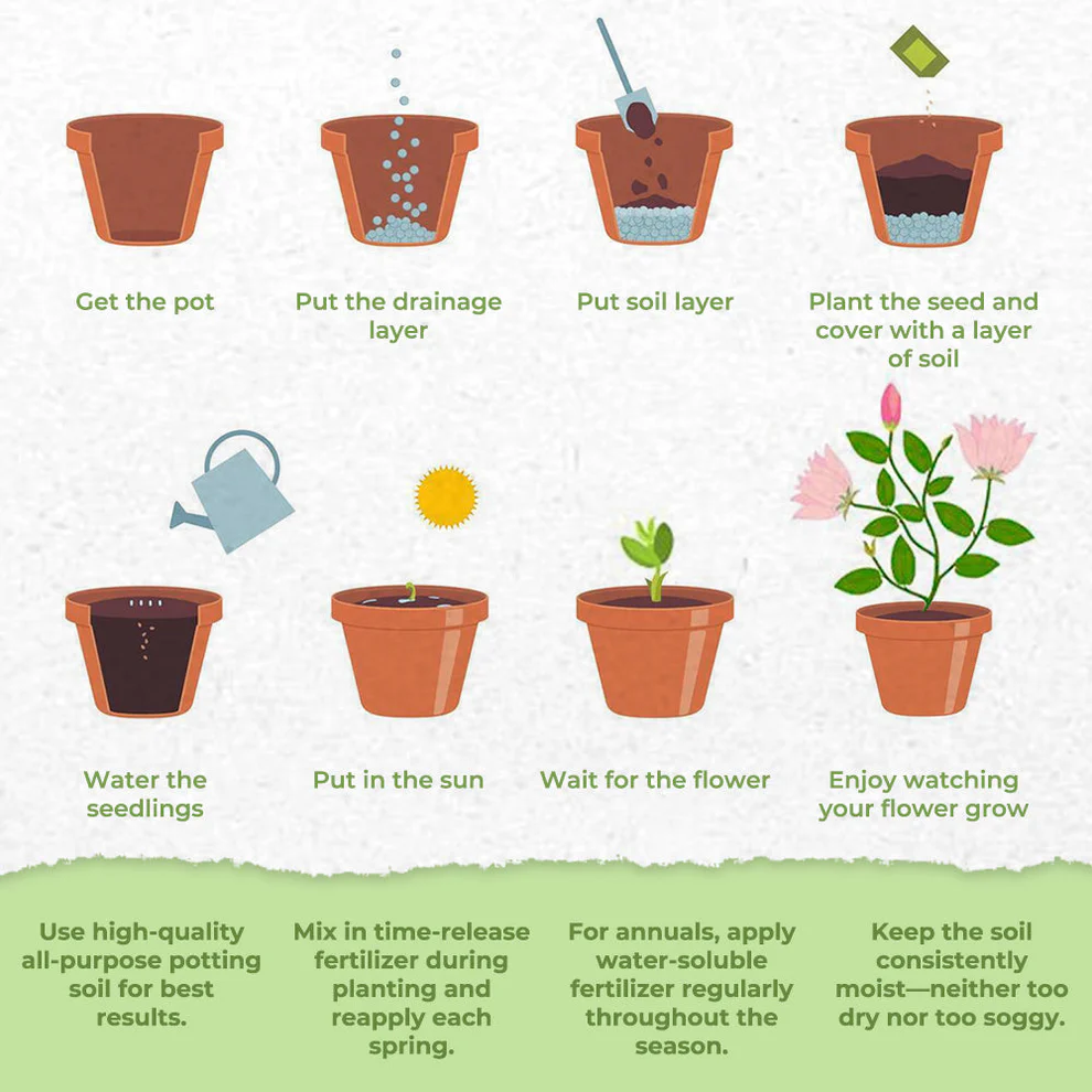 GFOUK® Charming Blossom Seeds 8 GFOUK® Charming Blossom Seeds