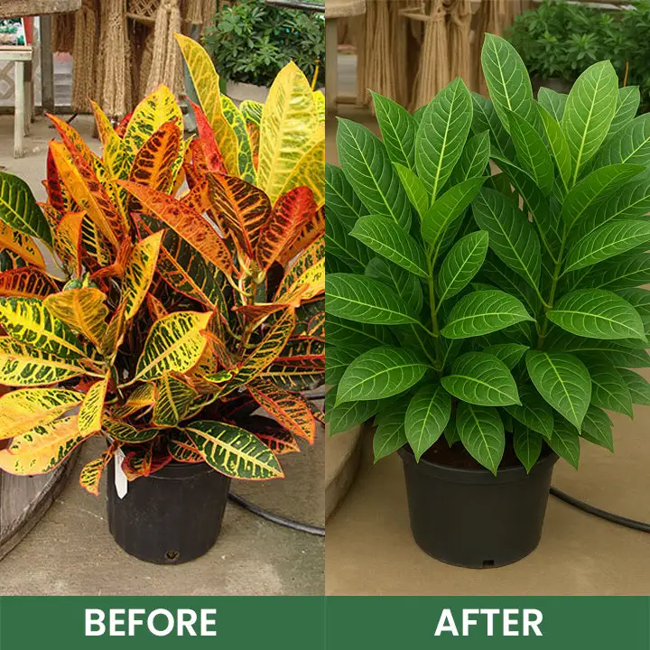 Seurico™ Foliar Brightening Nutrient Spray 16 Seurico™ Foliar Brightening Nutrient Spray