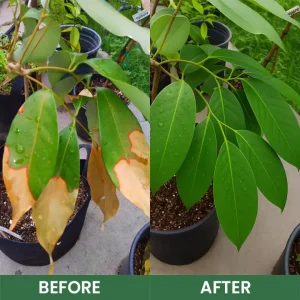 Seurico™ Foliar Brightening Nutrient Spray 34 Seurico™ Foliar Brightening Nutrient Spray