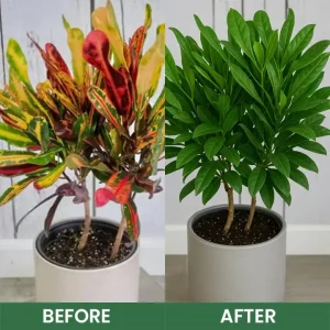 Seurico™ Foliar Brightening Nutrient Spray 35 Seurico™ Foliar Brightening Nutrient Spray