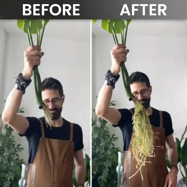 LIMETOW® Plant Rooting Powder 12 LIMETOW® Plant Rooting Powder