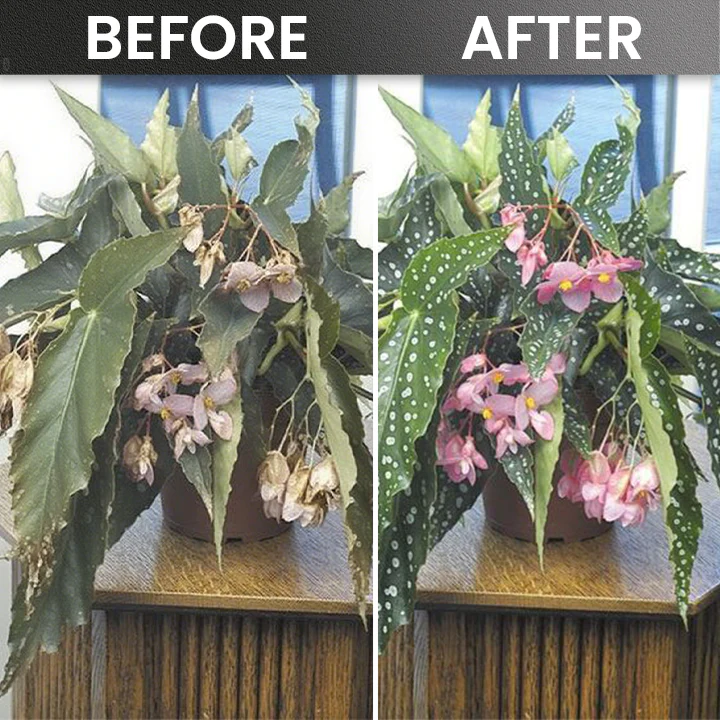 LIMETOW® Plant Rooting Powder 13 LIMETOW® Plant Rooting Powder