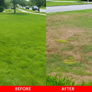 LIMETOW® Cyclosinone Herbicide Water Dispersible Granules 17 LIMETOW® Cyclosinone Herbicide Water Dispersible Granules