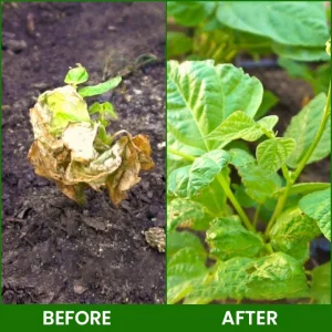 LIMETOW® Botanical Revival Elixir 27 LIMETOW® Botanical Revival Elixir