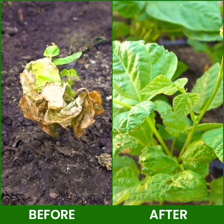 LIMETOW® Botanical Revival Elixir 12 LIMETOW® Botanical Revival Elixir