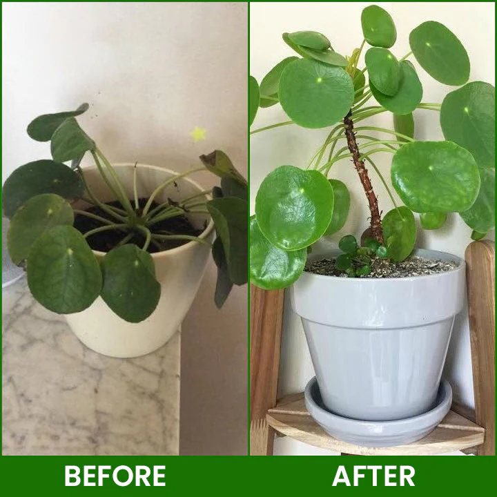 LIMETOW® Botanical Revival Elixir 13 LIMETOW® Botanical Revival Elixir