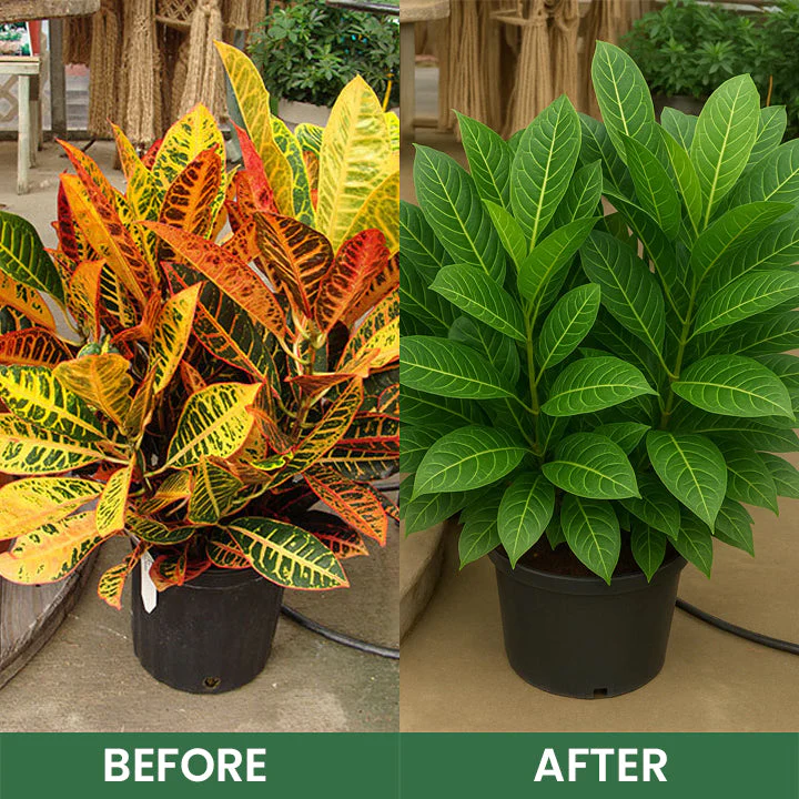 LIMETOW® Foliar Brightening Nutrient Spray 16 LIMETOW® Foliar Brightening Nutrient Spray - Image 16