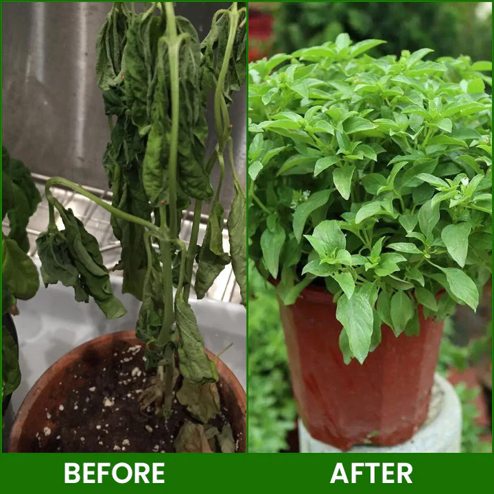 LIMETOW® Botanical Revival Elixir 14 LIMETOW® Botanical Revival Elixir