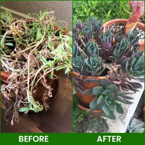 LIMETOW® Botanical Revival Elixir 30 LIMETOW® Botanical Revival Elixir