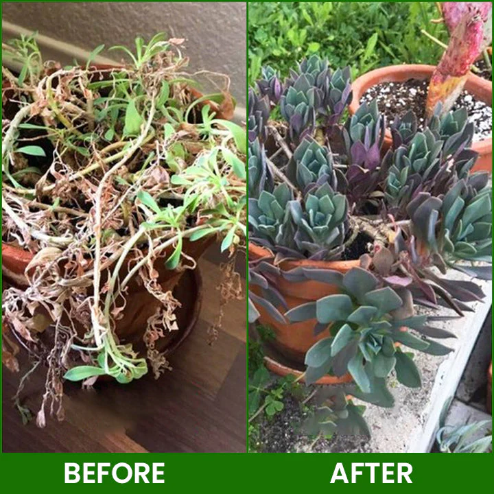 LIMETOW® Botanical Revival Elixir 15 LIMETOW® Botanical Revival Elixir