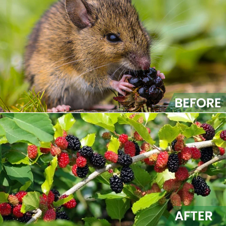 LIMETOW™ Rat Repellent Cream for Gardeners 10 LIMETOW™ Rat Repellent Cream for Gardeners